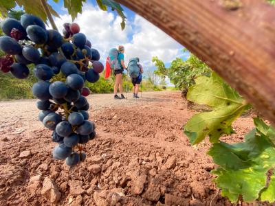 hotelsangregorio fr hotel-pienza-pour-trekking-entre-les-vignes-avec-degustation-de-vin-montepulciano 010