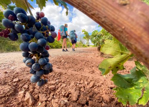 hotelsangregorio fr hotel-pienza-pour-trekking-entre-les-vignes-avec-degustation-de-vin-montepulciano 005