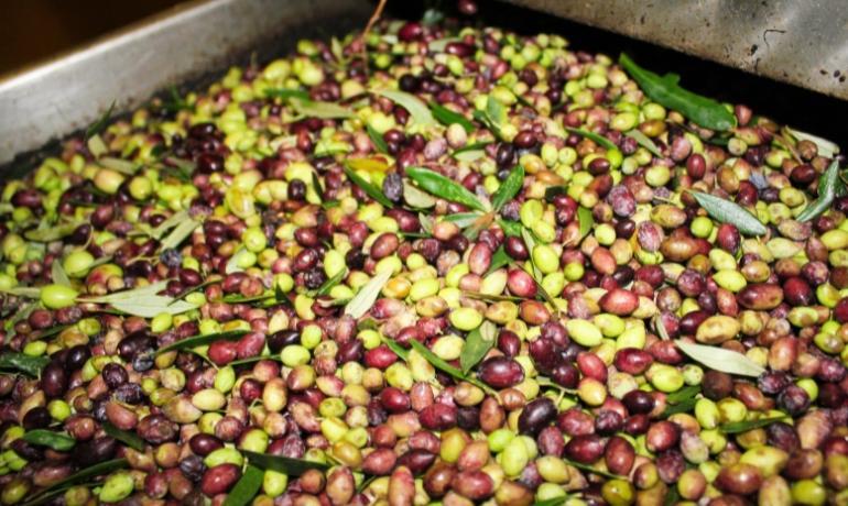 Olive miste pronte per la spremitura e produzione di olio.